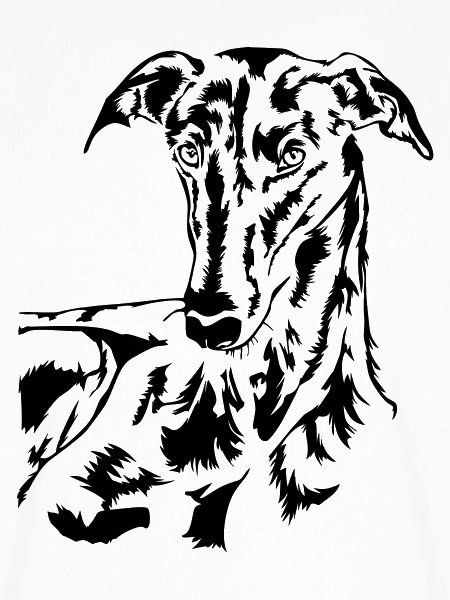 Galgo Kopf