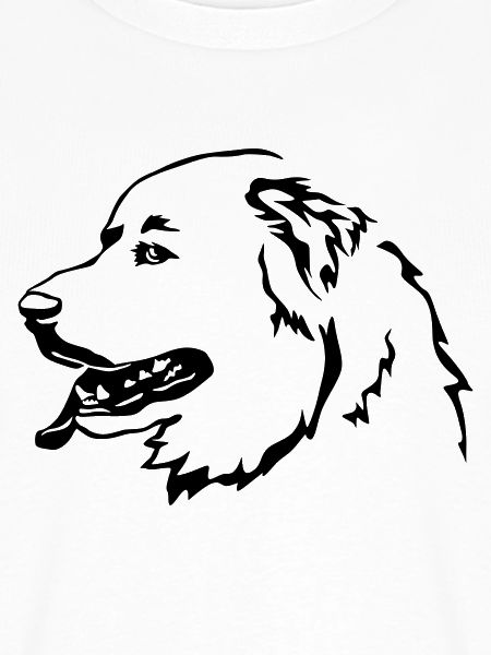 Pyrenäenberghund Kopf