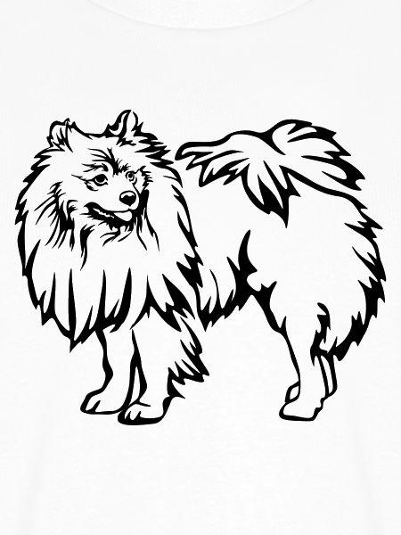 Spitz