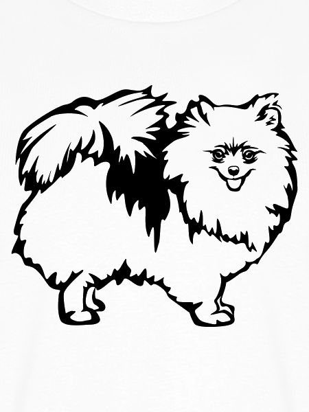 Dwarf spitz