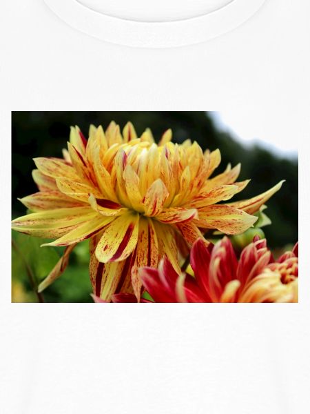 Dahlie gelb Blüte ,Blume
