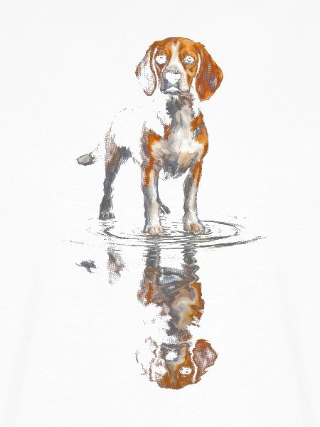 Beagle am Wasserspiegel