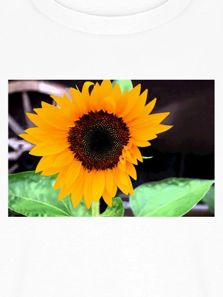 Große Sonnenblume im Garten