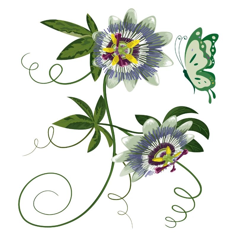 Passiflore au papillon