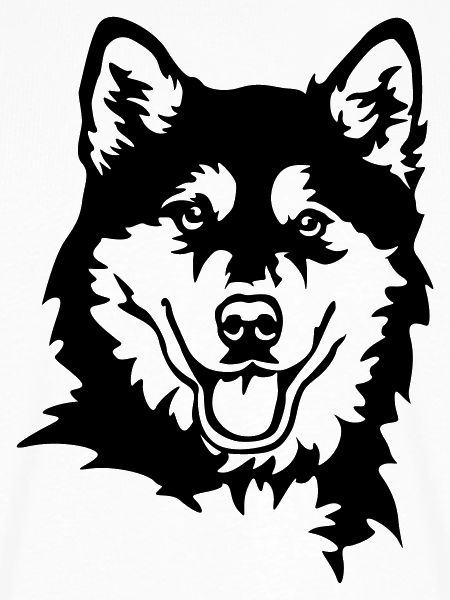 Alaskan Malamute Kopf