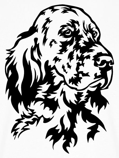 Englischer Setter Kopf