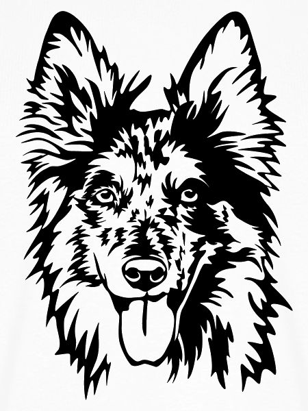 Tiger (Altdeutscher Hütehund) Kopf