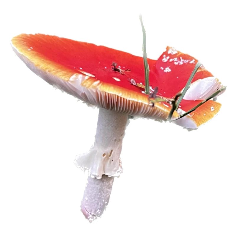 Homesaleor Toadstool