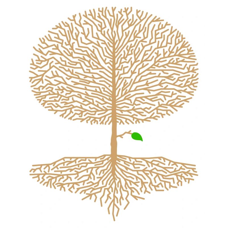 Deciduous Tree Crown Forest Oak Beech Nature Branch Hope
