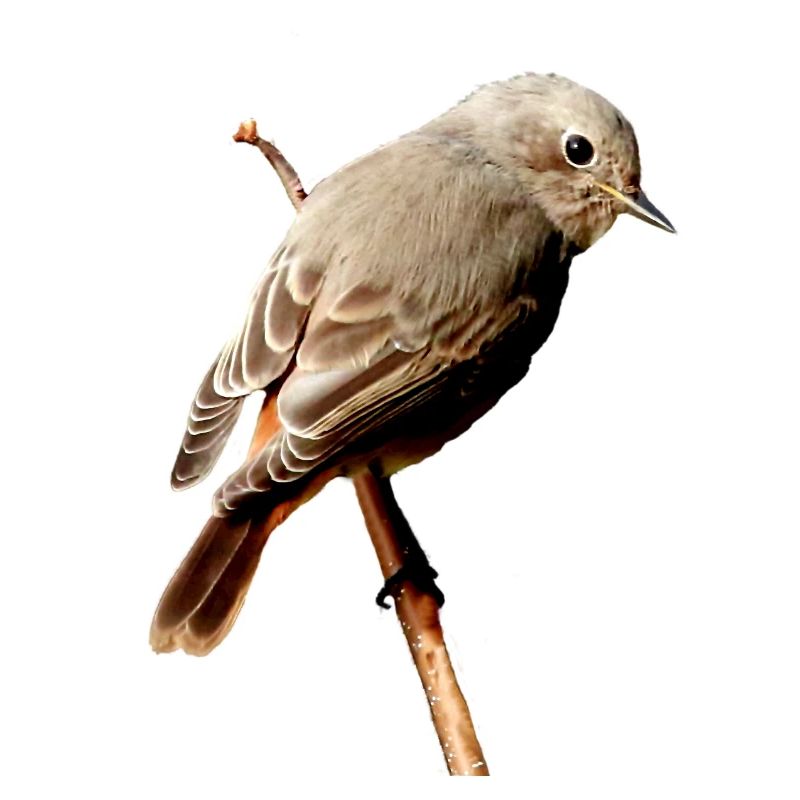 Rotschwänzchen