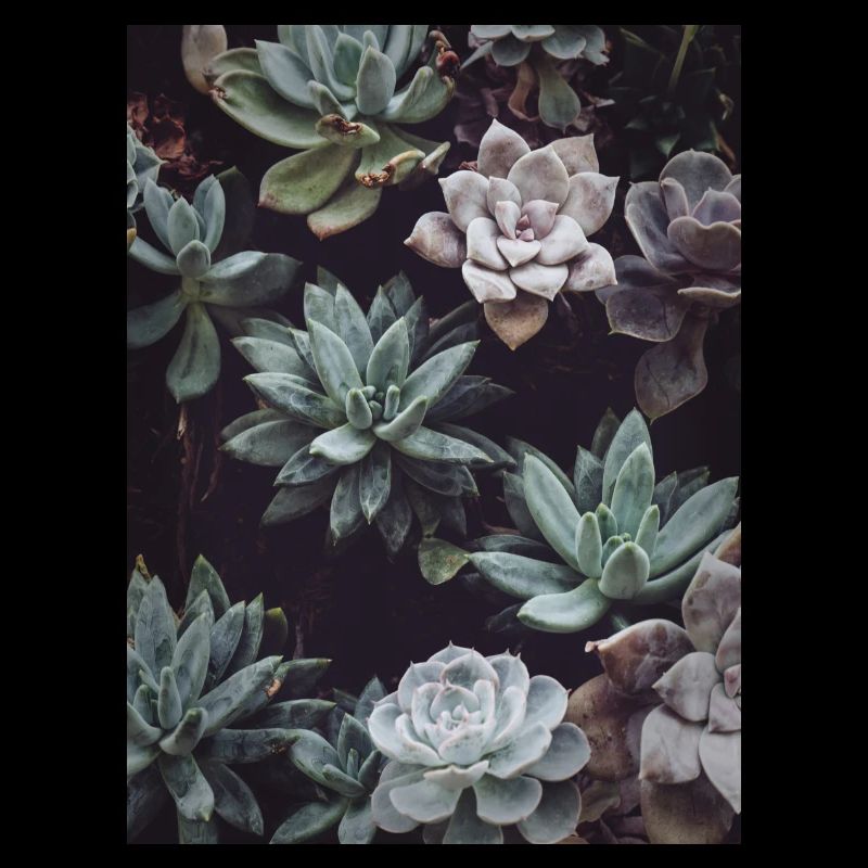 Succulent