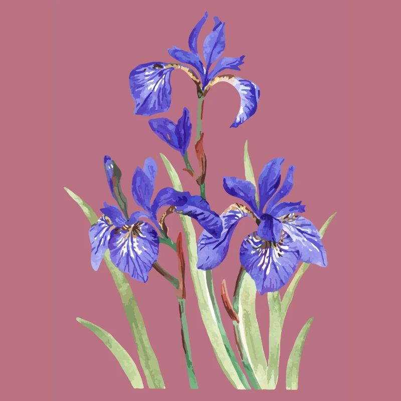 Lila Iris