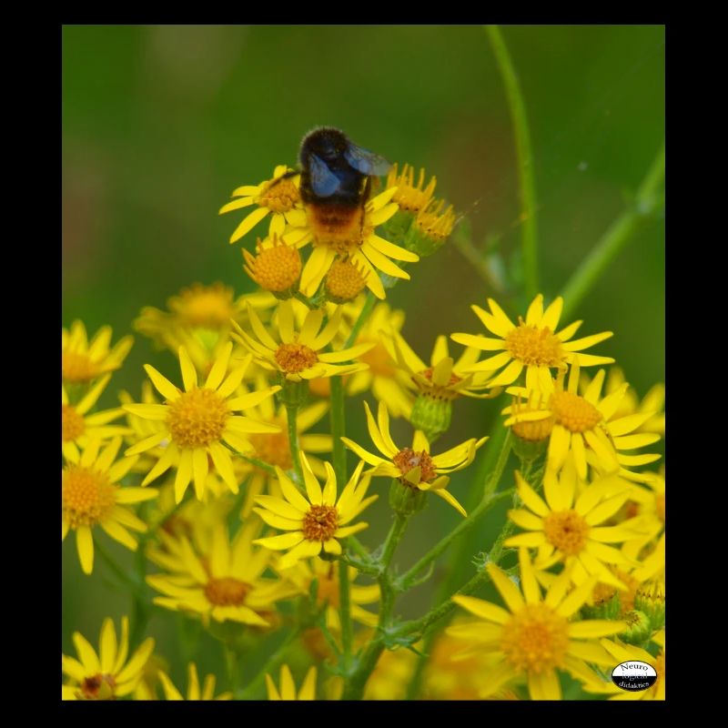 Bourdon de pierre n° 1, bombus lapidarius