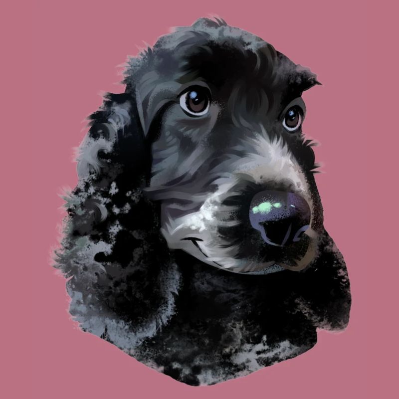 Chien Cocker Spaniel