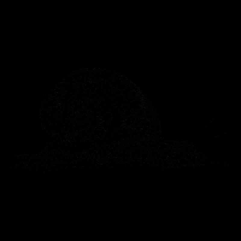 Black and withe snail