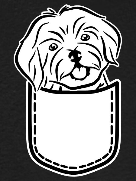Havanese