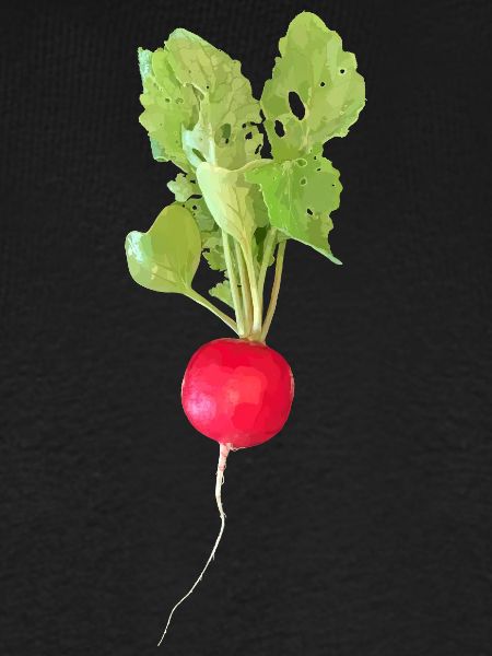 Radieschen