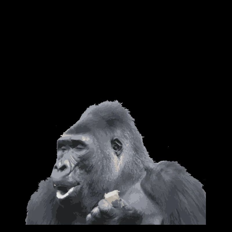 Gorilla Silberrücken Affe