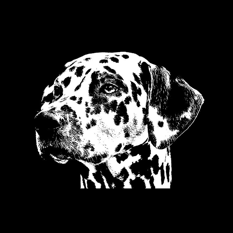 Dalmatiner Kopf Hund