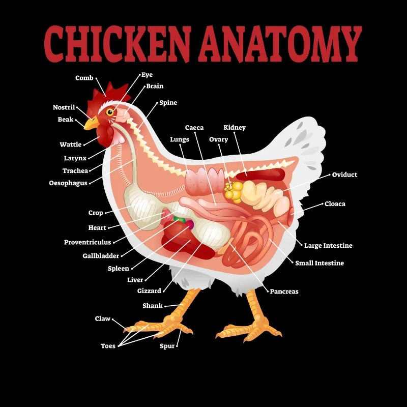 Hühner Anatomie Chicken Hühnerzüchter Geschenk