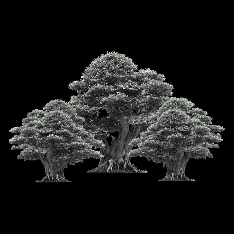 Forest, Trees, Nature, Tree, Deciduous Tree, Climate, Flora