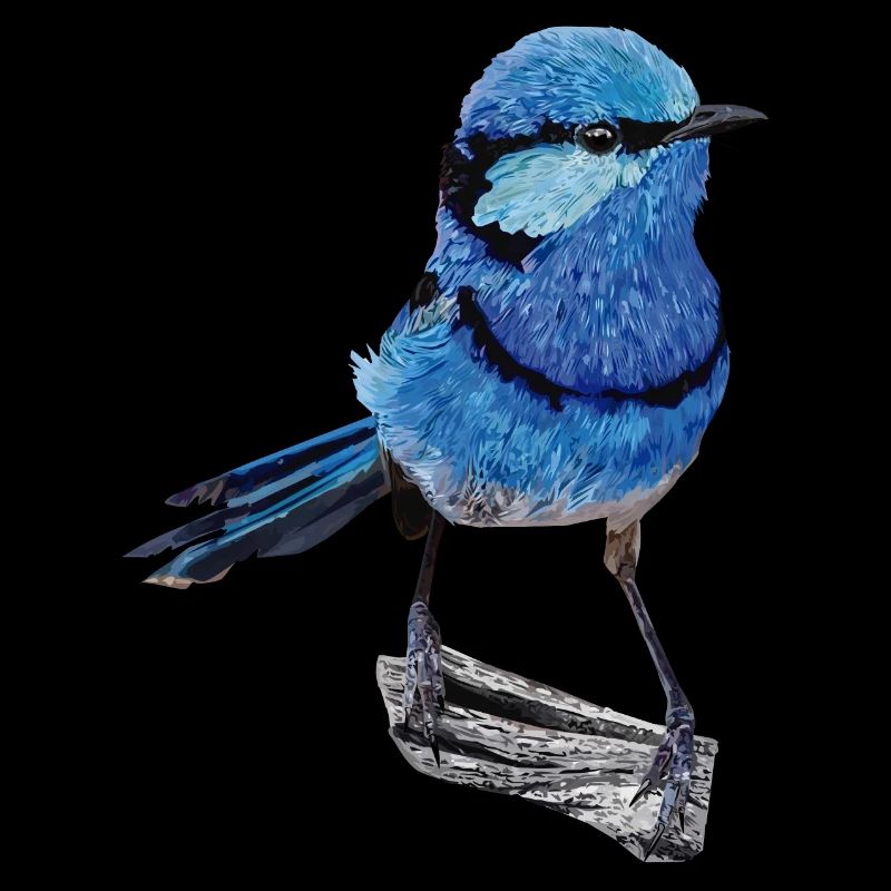 Splendid maluro