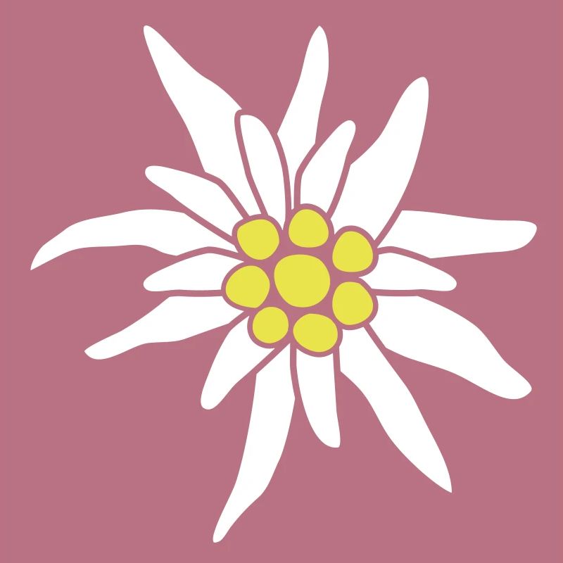 Edelweiss fleur