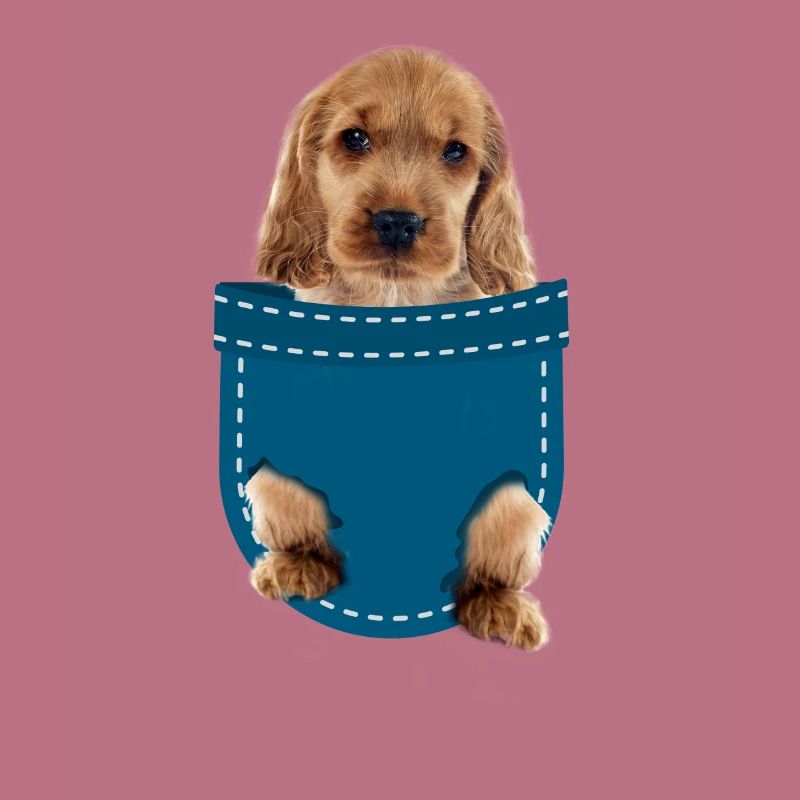 Cocker spaniel