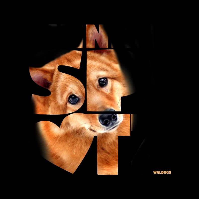 NASSU Finnish Spitz 02