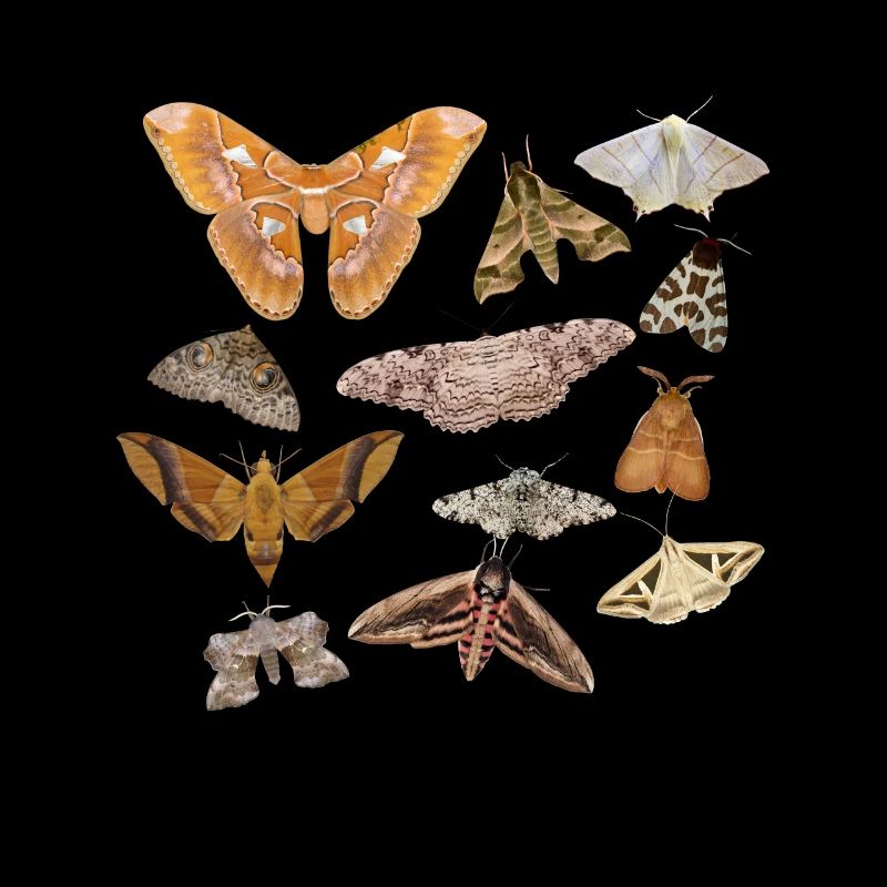 Prezent na koszulę Motyl