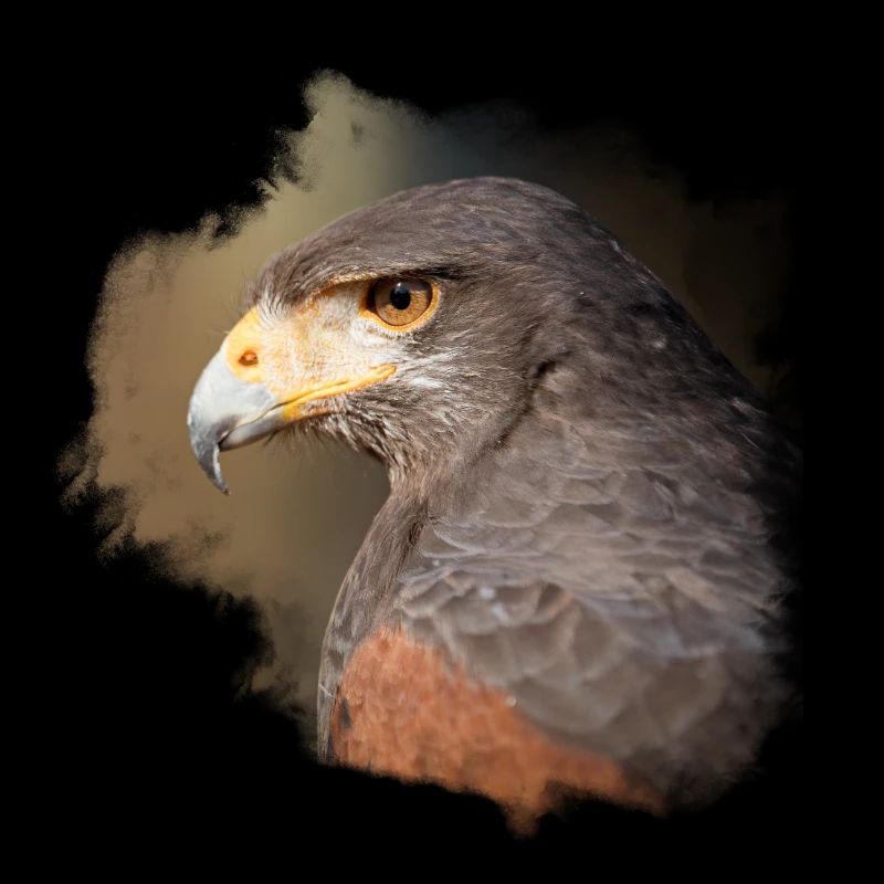Harris Hawk Jerry