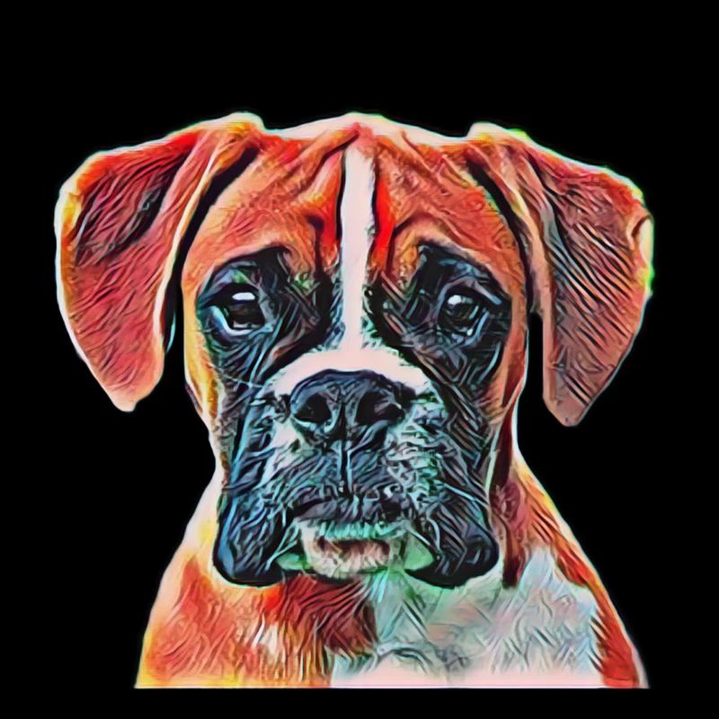 boxer
