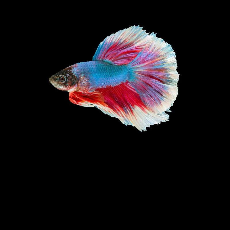 Bunter Betta Siamesischer Kampffisch Geschenk