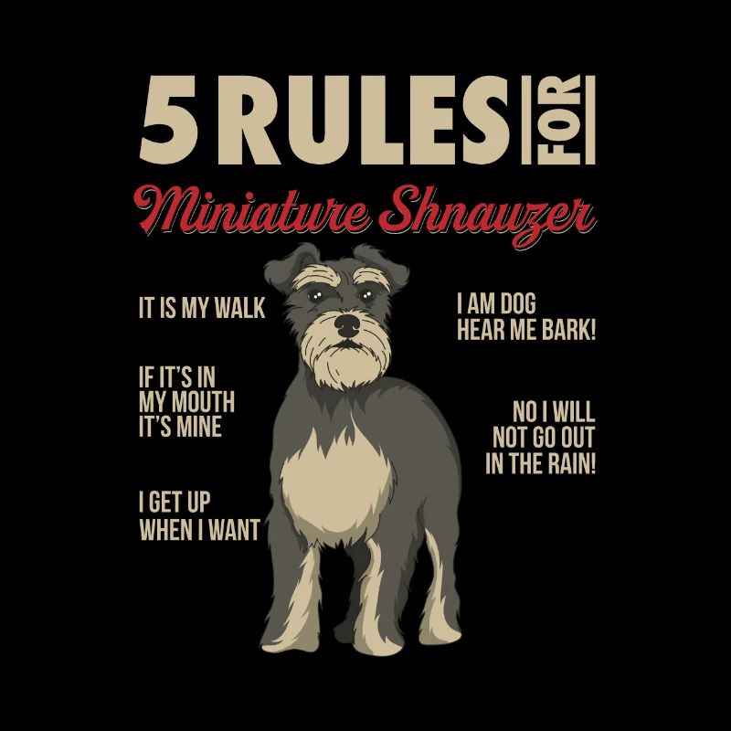 5 règles pour un schnauzer miniature - chien schnauzer