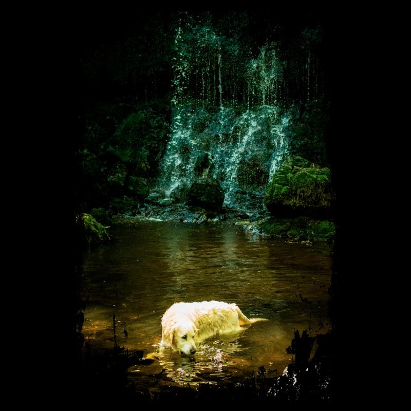 Golden Retriever mit Wasserfall