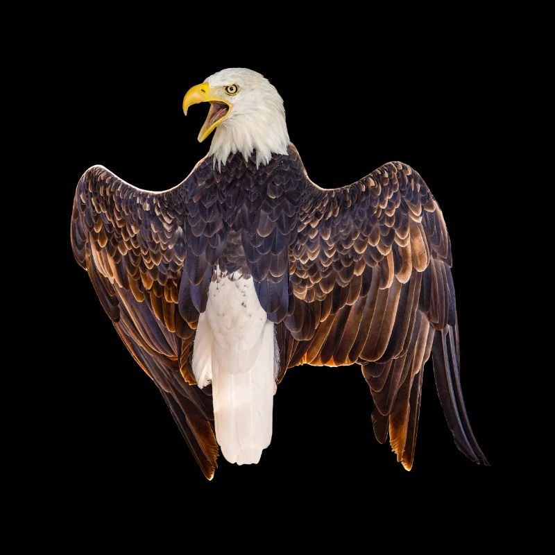 Bald eagle screaming from behind, Natural