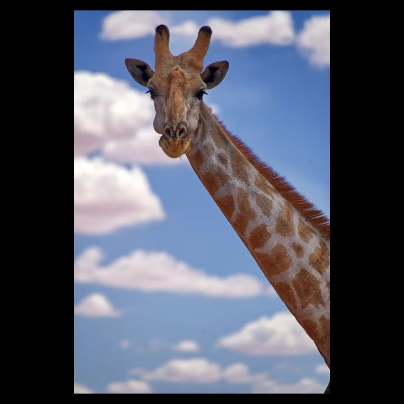 Giraffe Majesty: Regarder dans la caméra