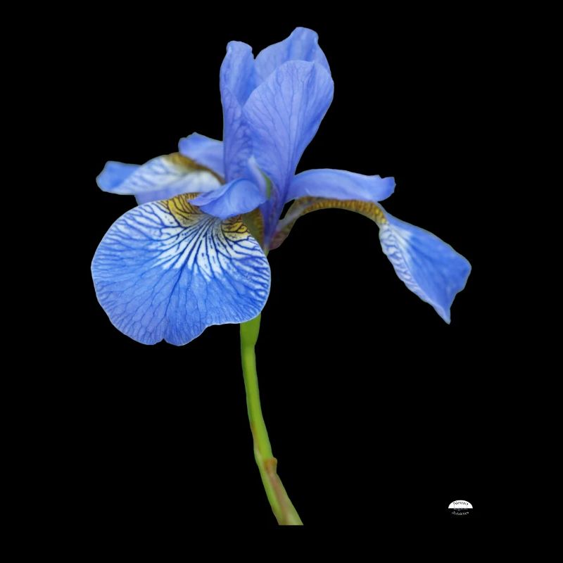 Iris Nr. 1. Latein; Iris germdnica