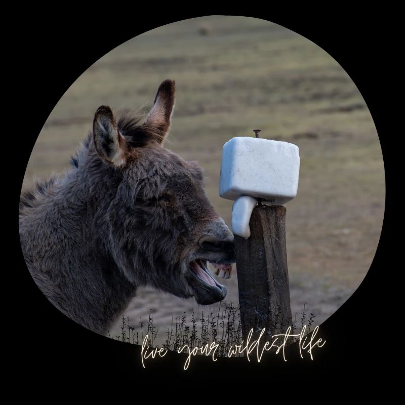 Donkey Love