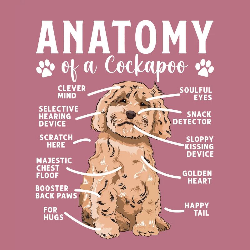 Cockapoo Dog