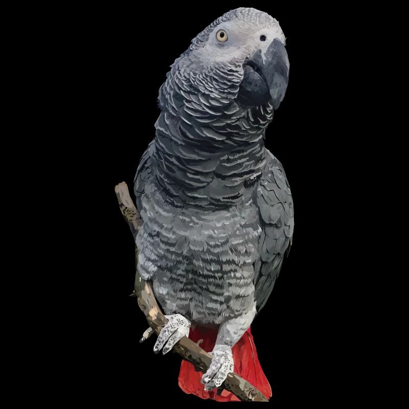 Grey parrot