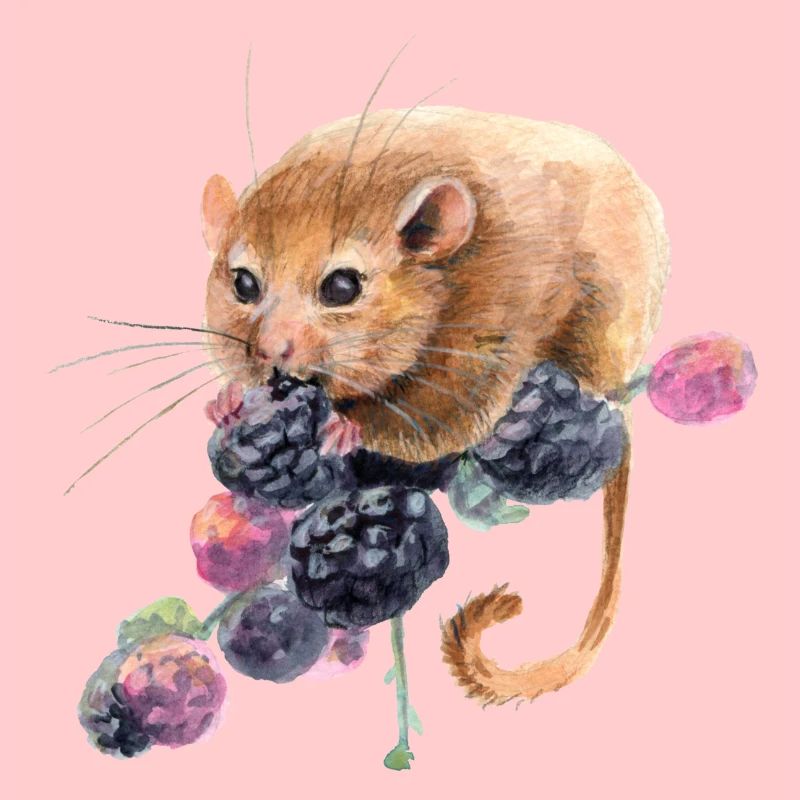 Haselmaus