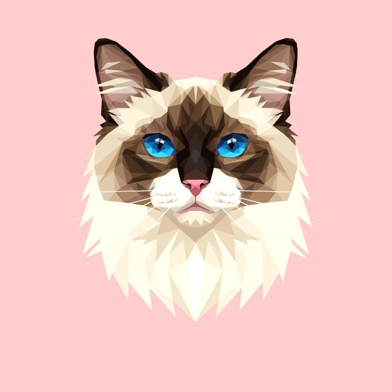 Chat Birman Chat Birman Sacré Chat Birman Mignons Chats Birman