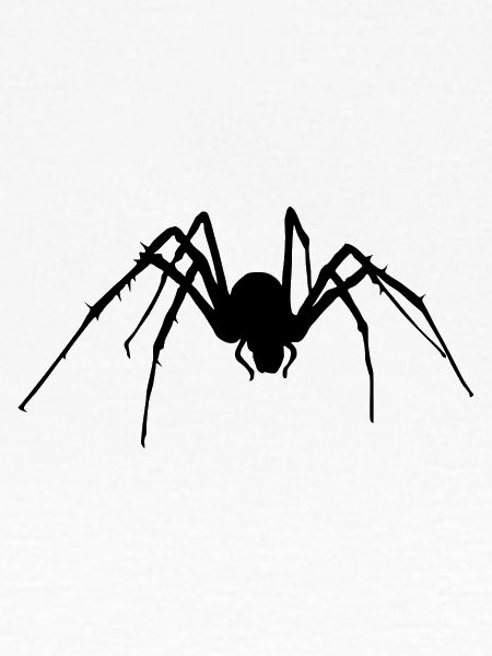Spinne