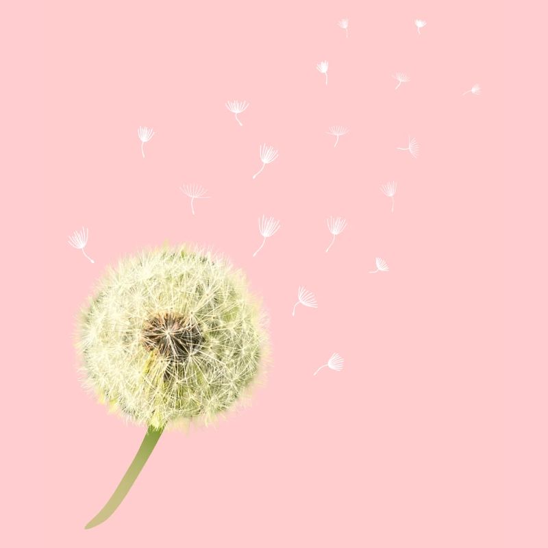 Dandelion wish you something