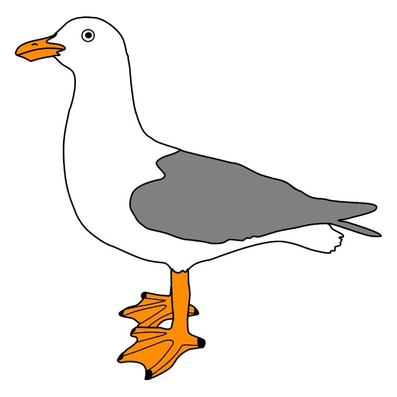 Möwe - Seemöwe
