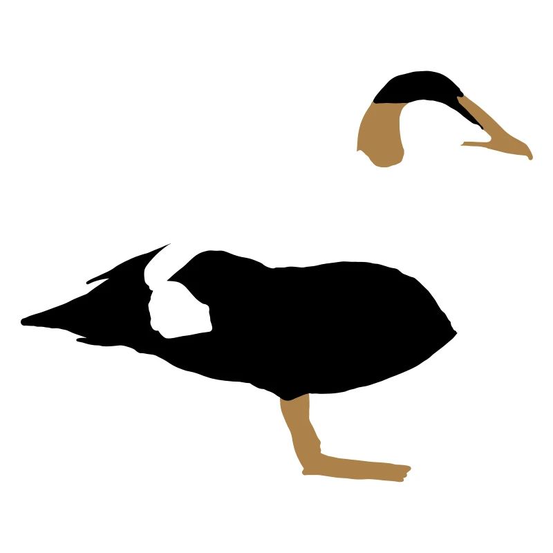 common eider