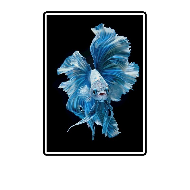Bettas Betta Fish Betta