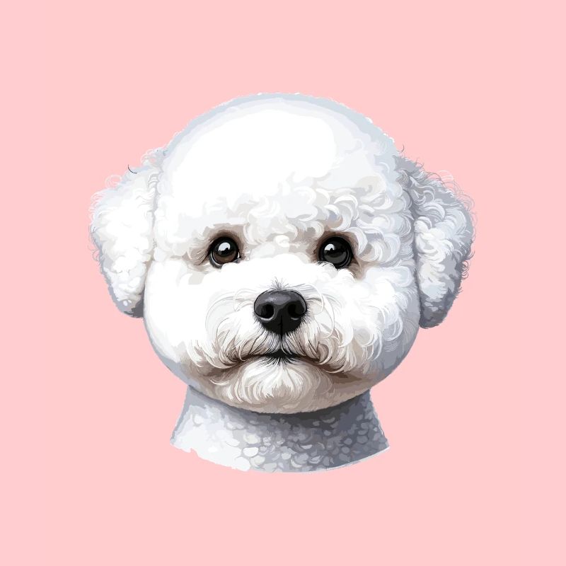 Visage de chien - Bichon Frisé
