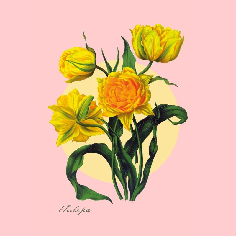 Tulip | Botanical Illustration | for spring